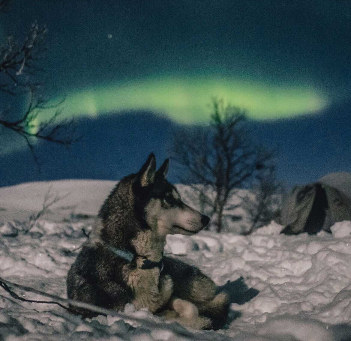 Trasti og trine nordlystur