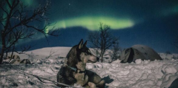 Trasti og trine nordlystur