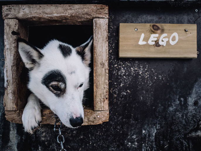 Lego Husky